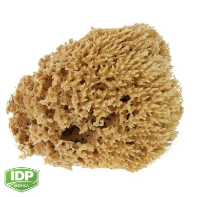 Deco - Esponja Natural, maquinaria de limpieza industrial IDP para pavimentos